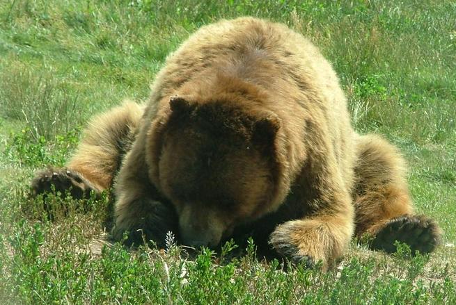 bear in field