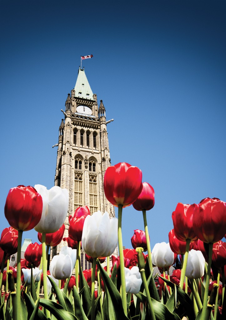 Parliament-Tulips