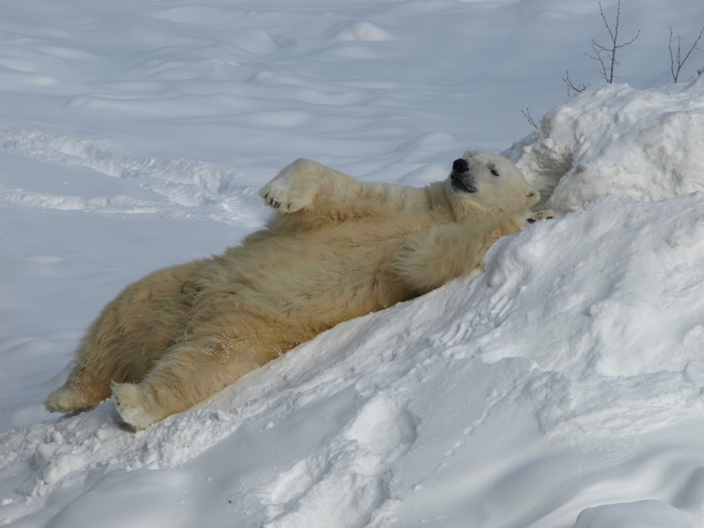 Ganuk will welcome his father Inukshuk back to the Polar Bear Habitat in Cochrane.