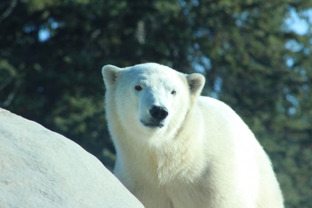 Henry, an Aussie-born polar bear, will welcome a new bear into his life in Inukshuk.