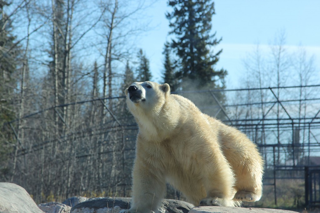 inukshuk polar bear